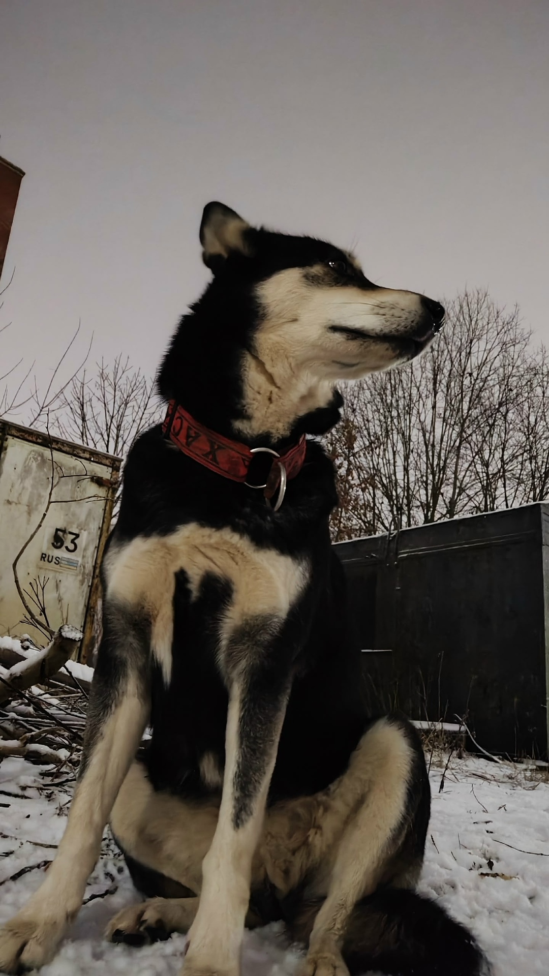 Пропала собака в Великом Новгороде — фото объявления