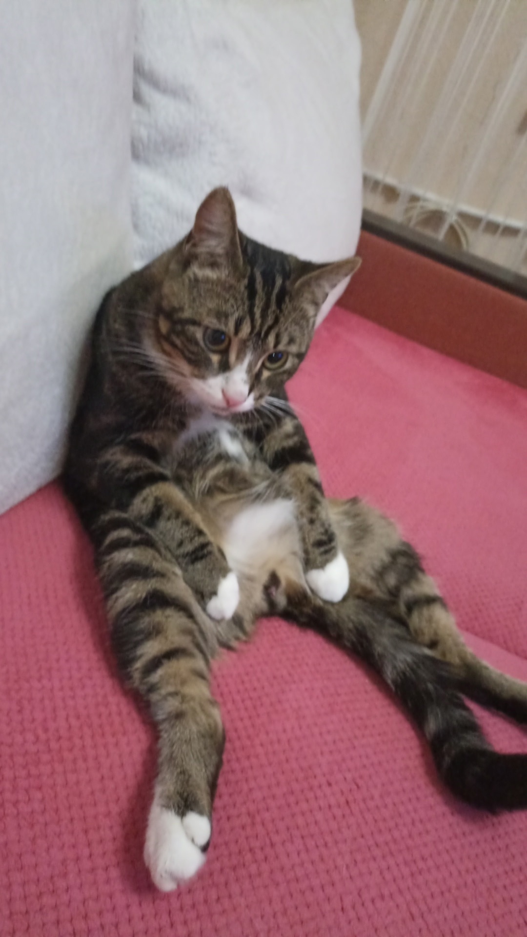 Найдена кошка в Великом Новгороде — фото объявления