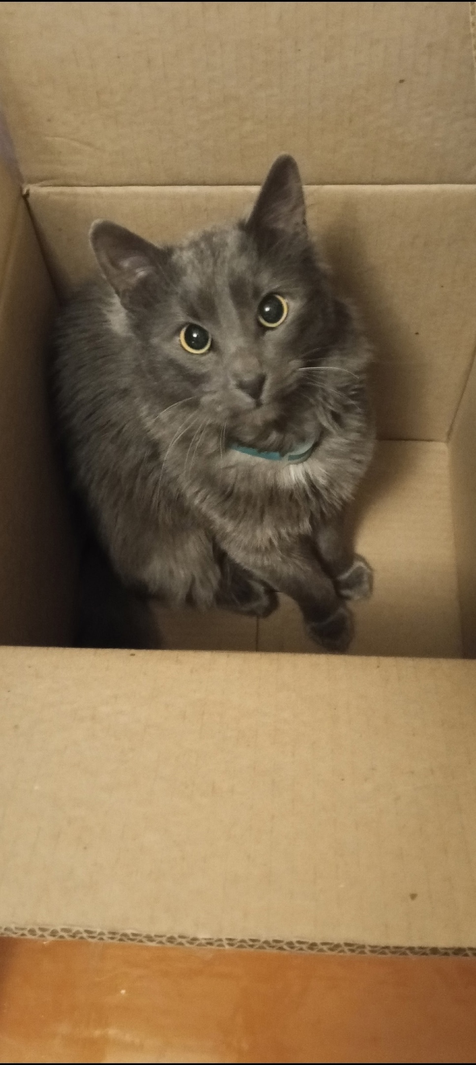 Пропала кошка в Великом Новгороде — фото объявления