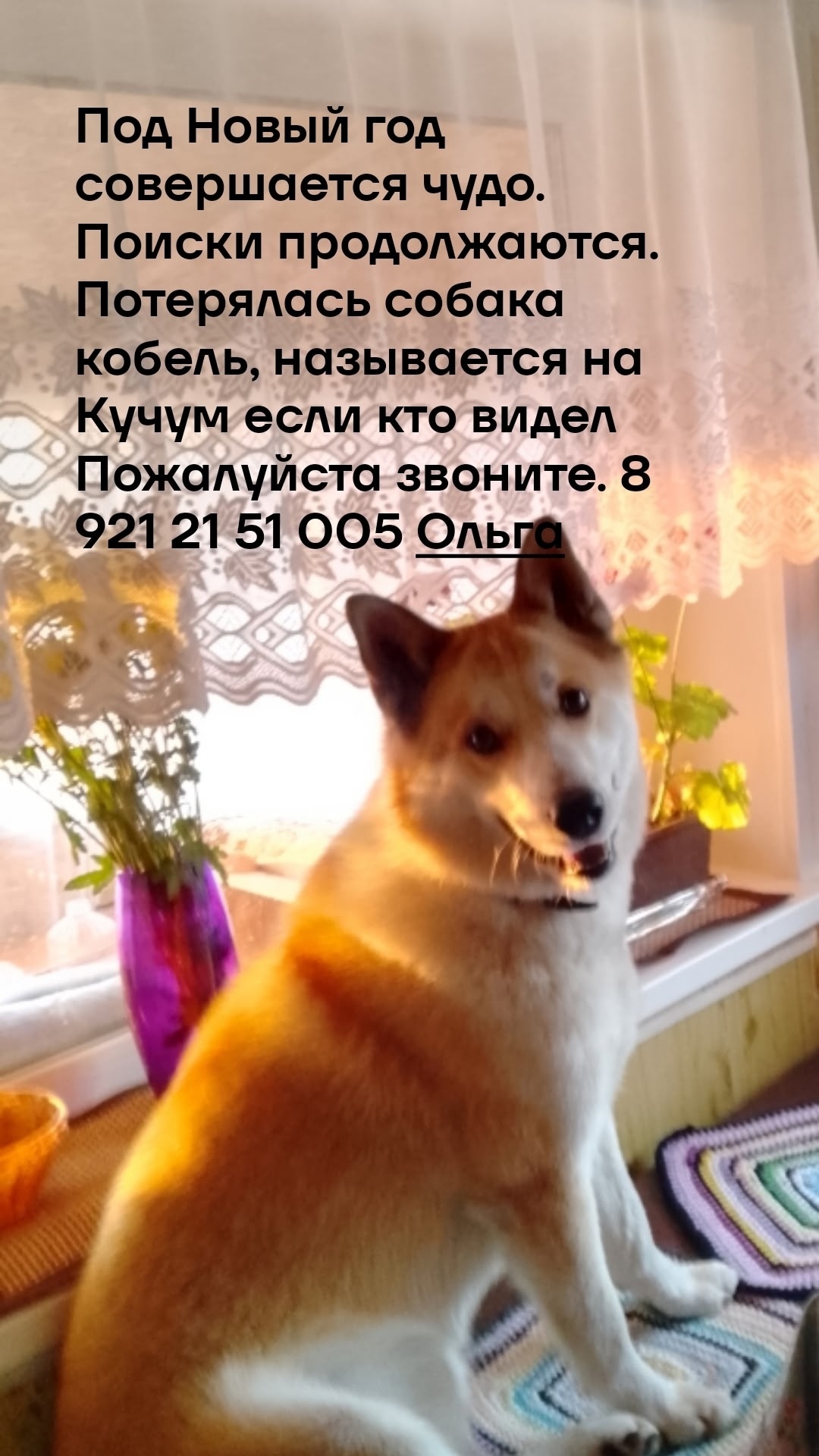 Пропала собака в Великом Новгороде — фото объявления