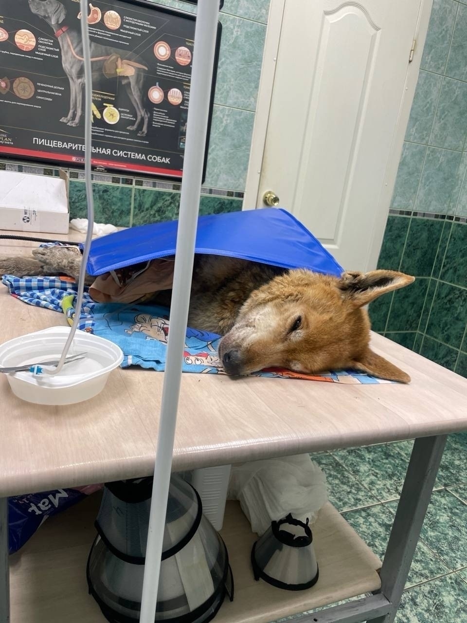 Найдена собака в Великом Новгороде — фото объявления