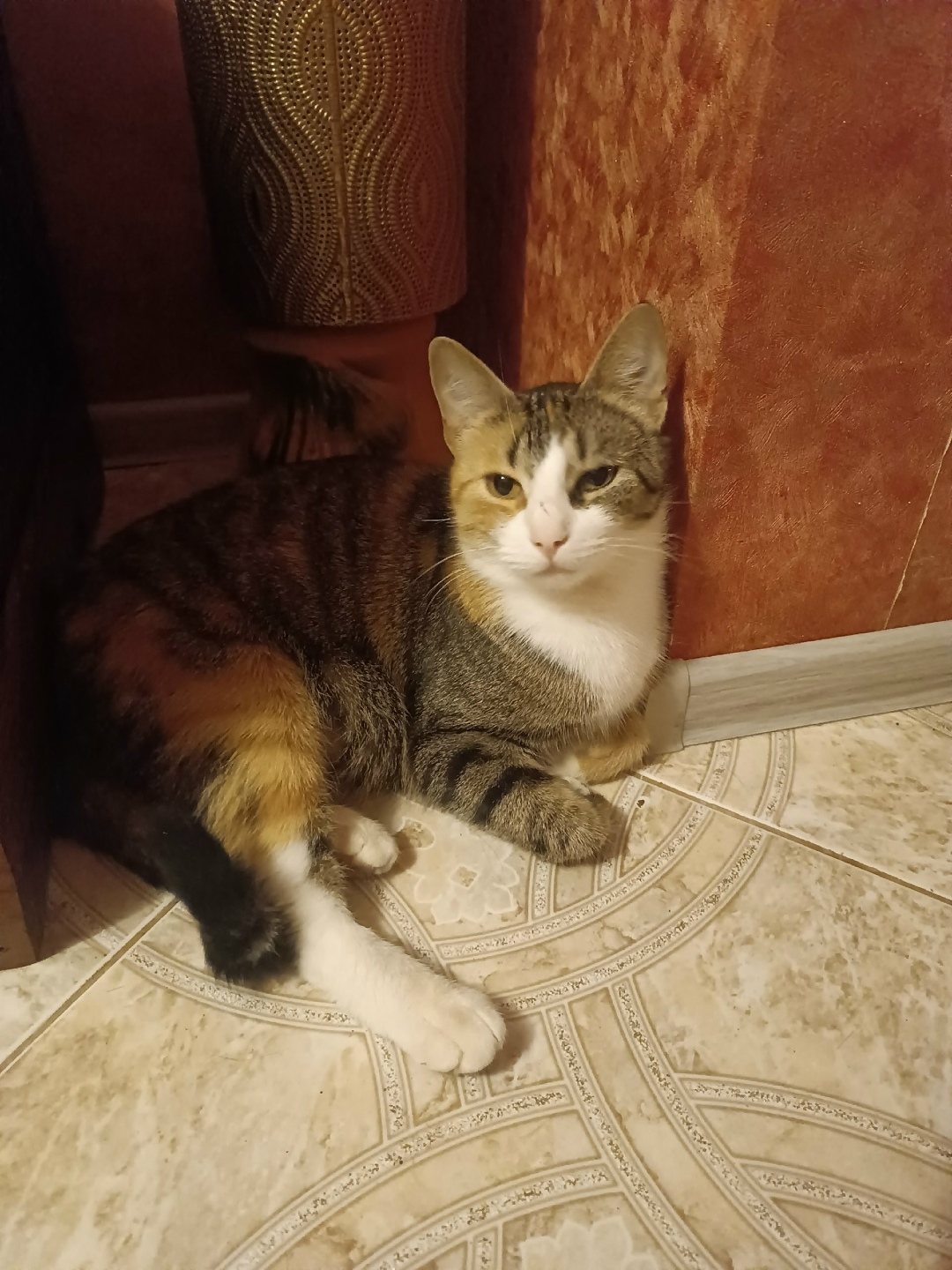 Пропала кошка в Великом Новгороде — фото объявления