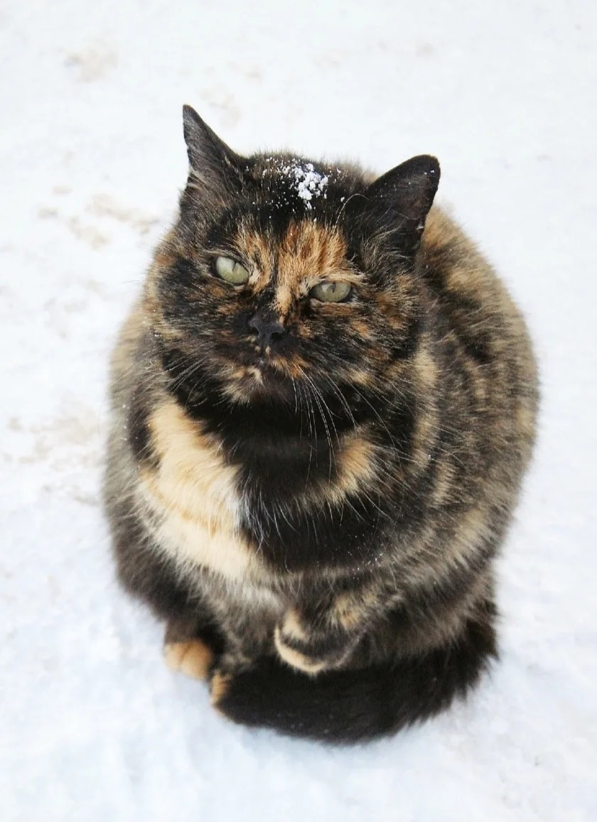 Пропала кошка в Великом Новгороде — фото объявления