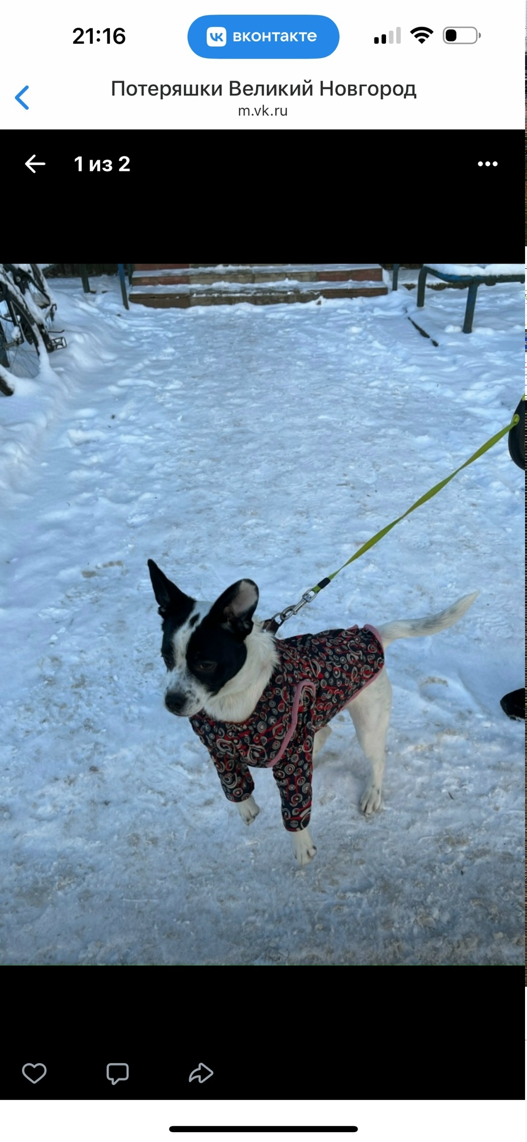 Пропала собака в Великом Новгороде — фото объявления