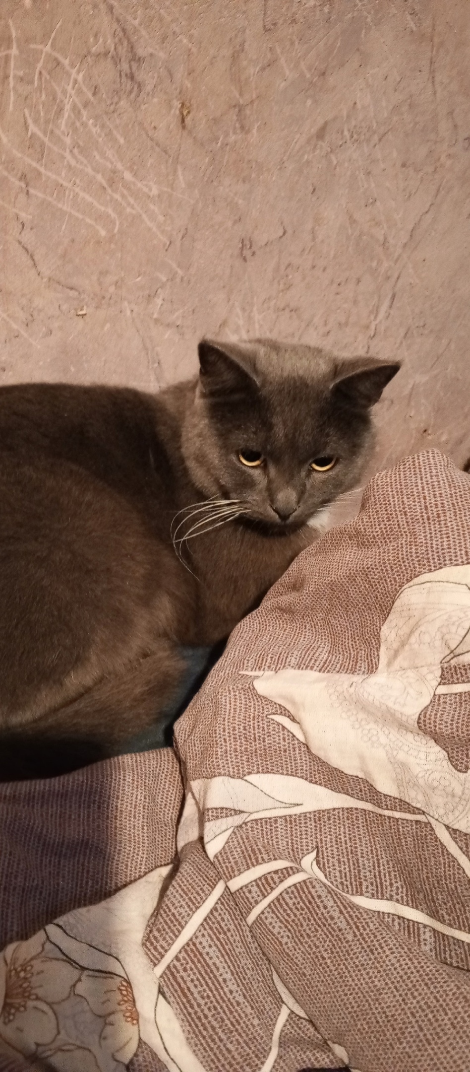 Найдена кошка в Великом Новгороде — фото объявления