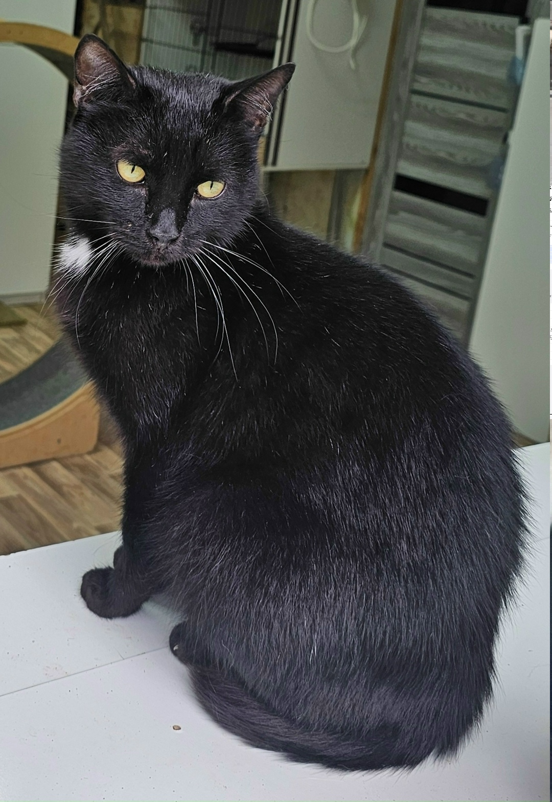 Найдена кошка в Великом Новгороде — фото объявления