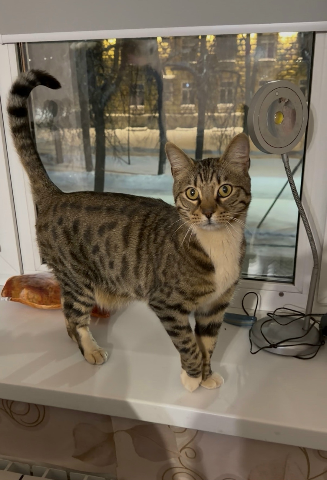 Найдена кошка в Великом Новгороде — фото объявления