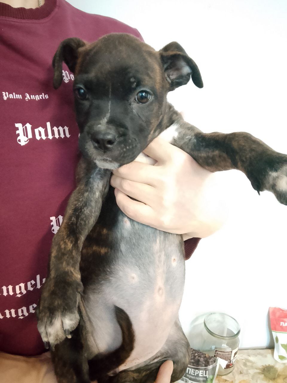 Найдена собака в Великом Новгороде — фото объявления