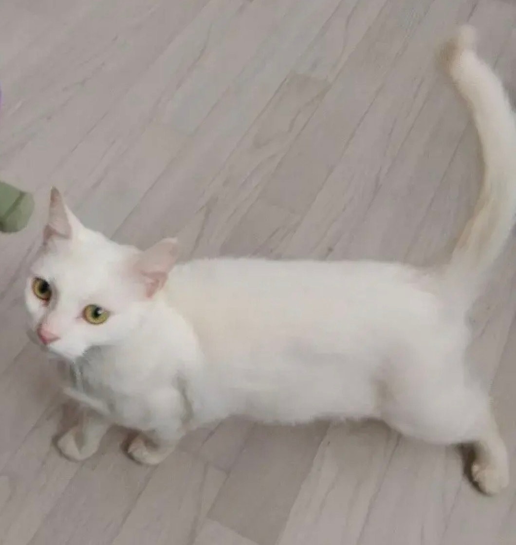 Найдена кошка в Великом Новгороде — фото объявления