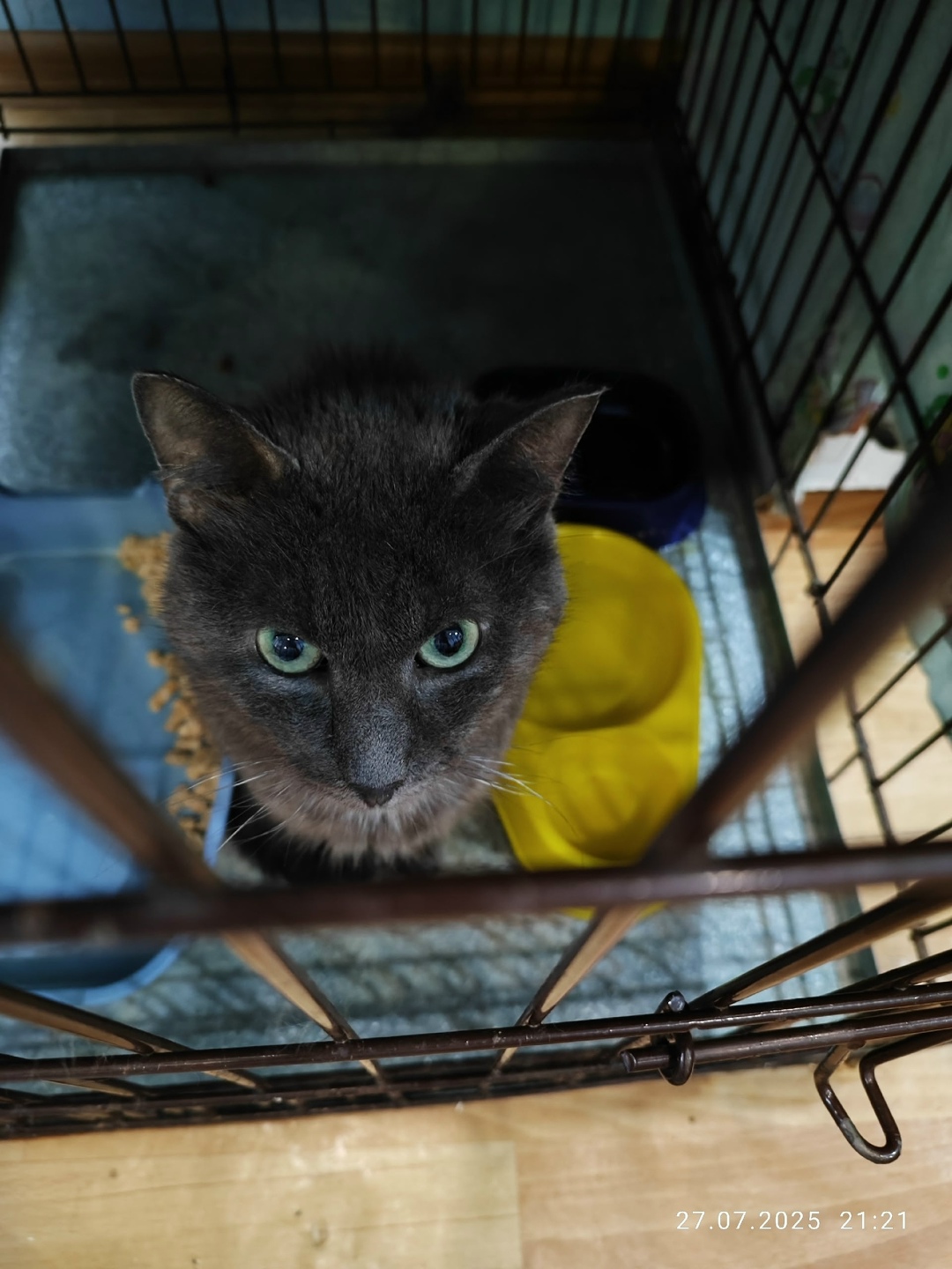 Найдена кошка в Великом Новгороде — фото объявления