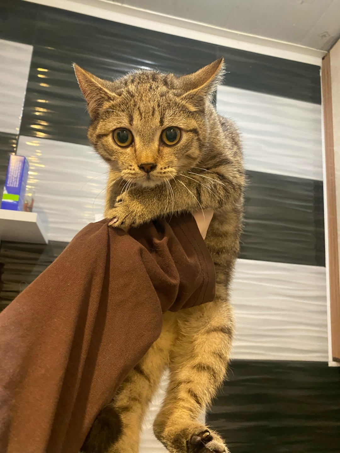 Найдена собака в Великом Новгороде — фото объявления