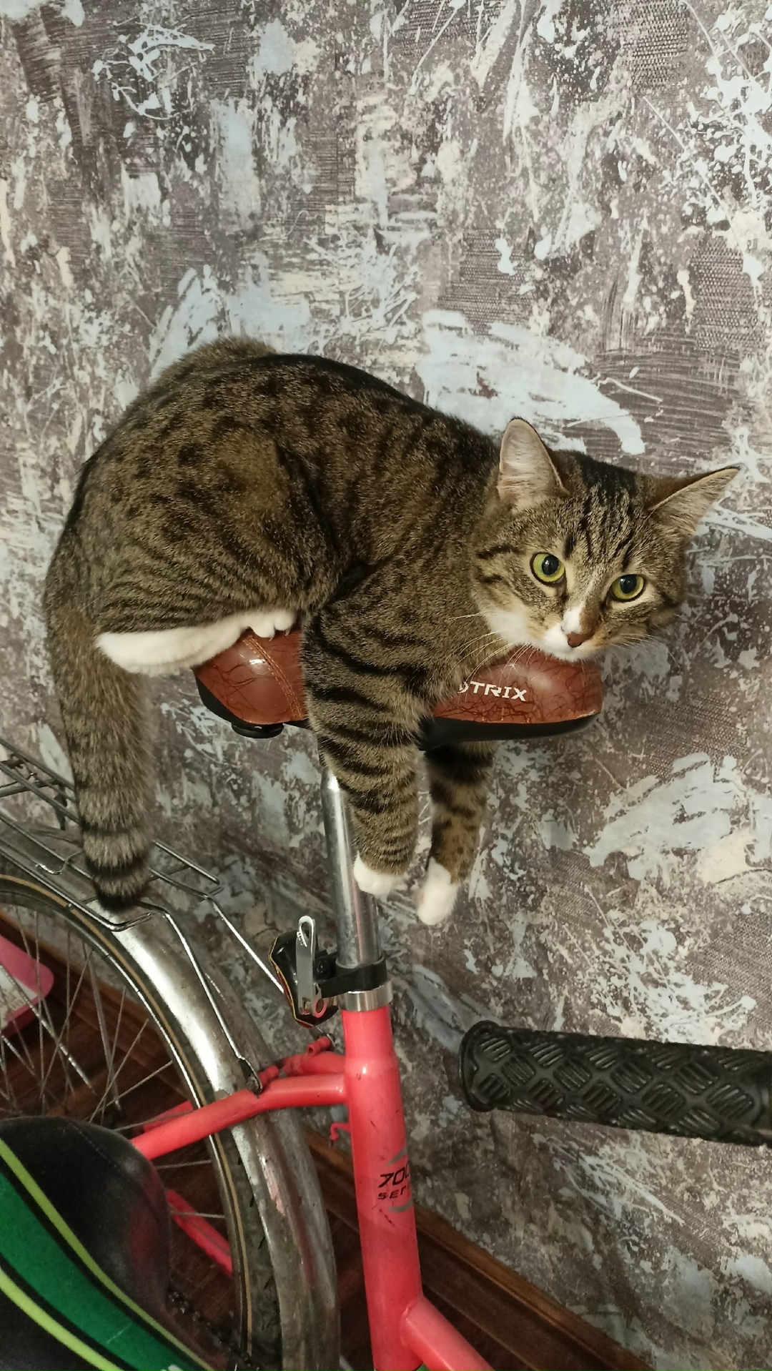 Пропала кошка в Великом Новгороде — фото объявления