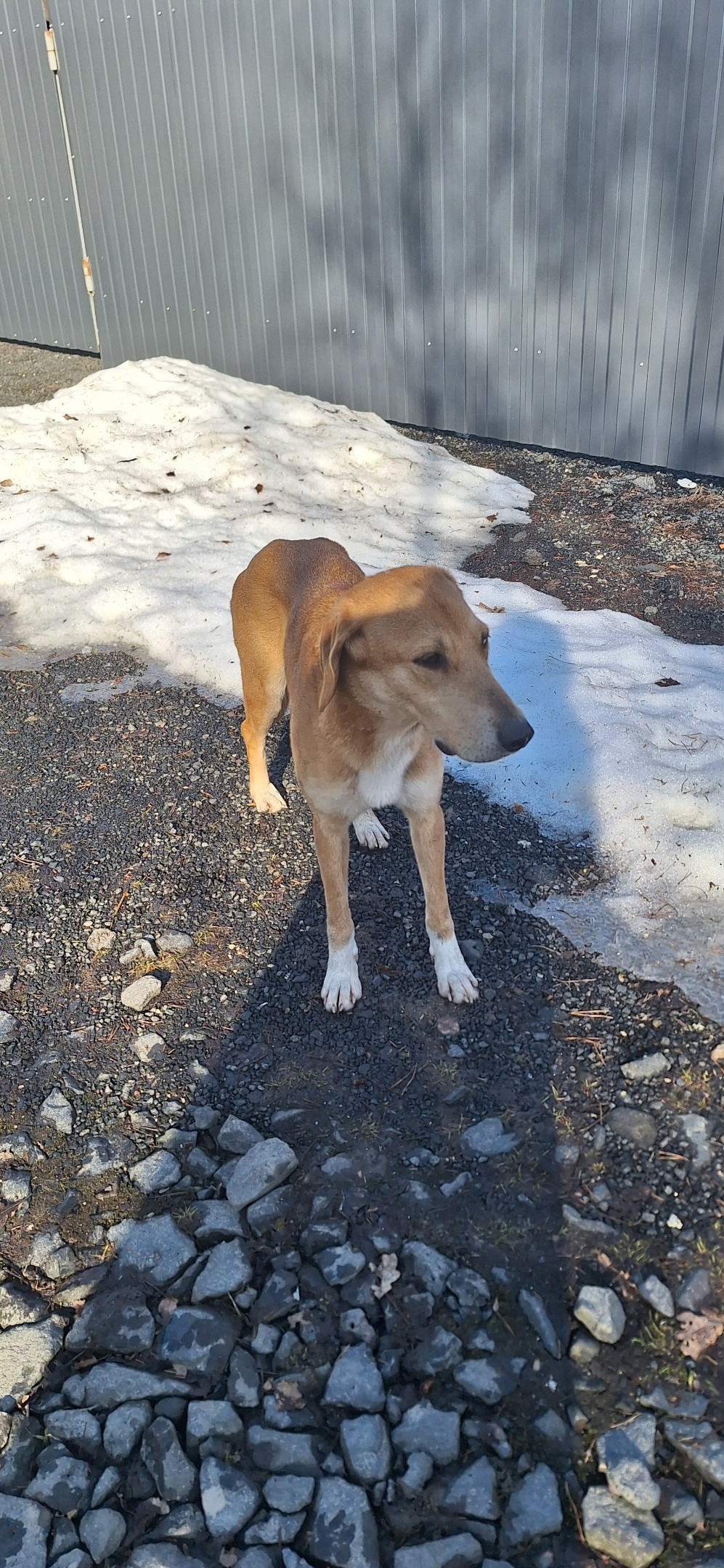 Найдена собака в Великом Новгороде — фото объявления