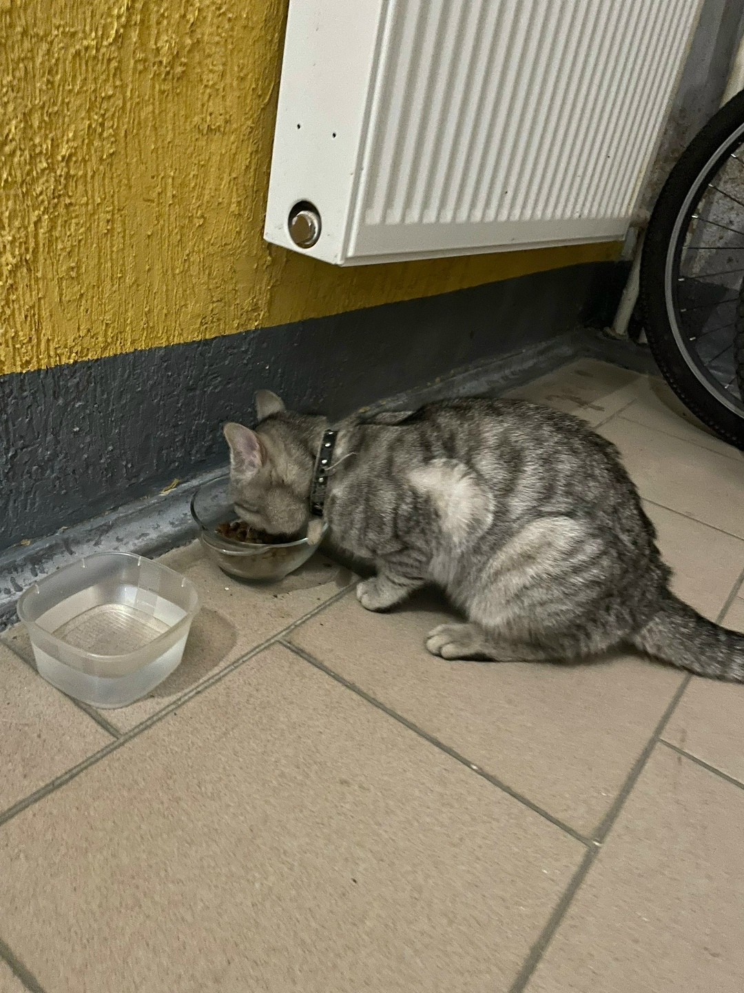 Найдена кошка в Великом Новгороде — фото объявления