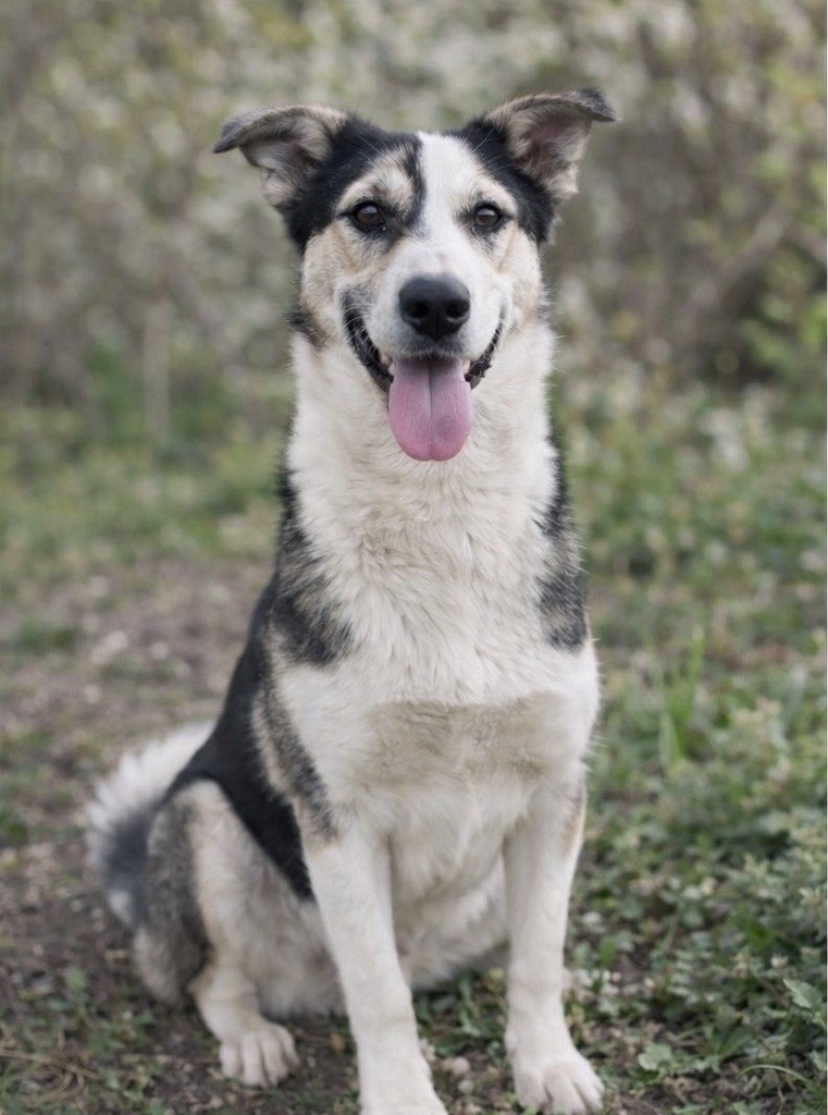 Найдена собака в Великом Новгороде — фото объявления