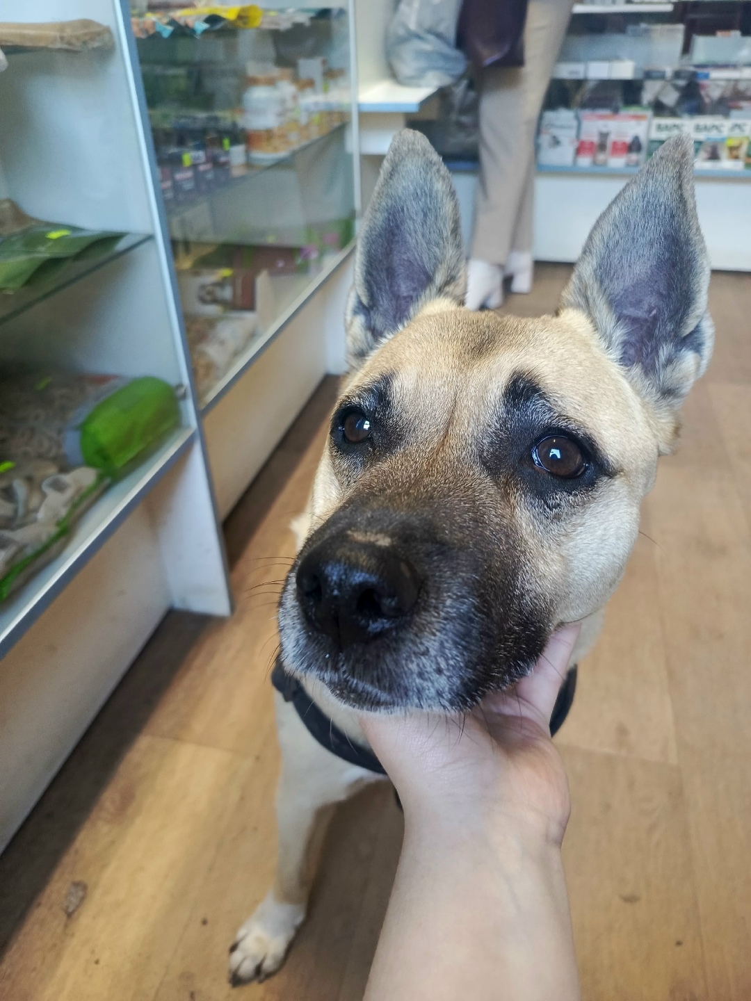 Найдена собака в Великом Новгороде — фото объявления