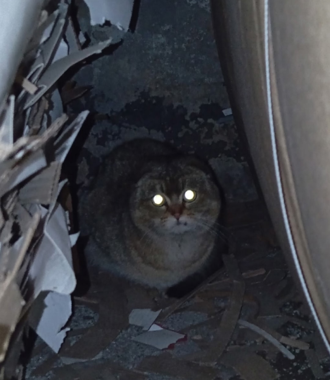 Пропала кошка в Великом Новгороде — фото объявления