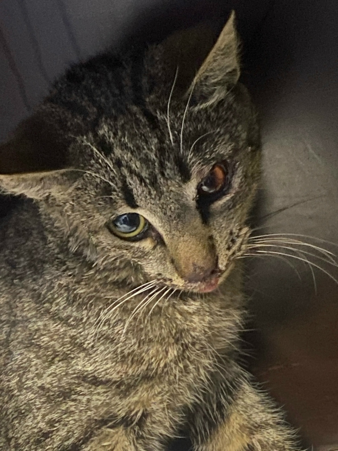 Найдена кошка в Великом Новгороде — фото объявления