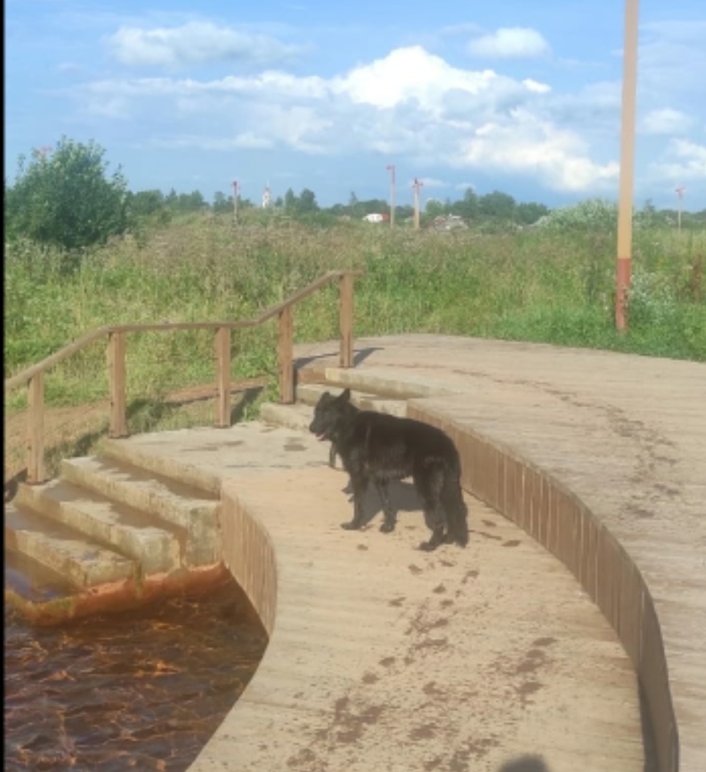 Найдена собака в Великом Новгороде — фото объявления