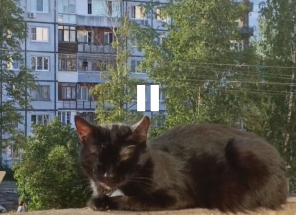 Найдена кошка в Великом Новгороде — фото объявления