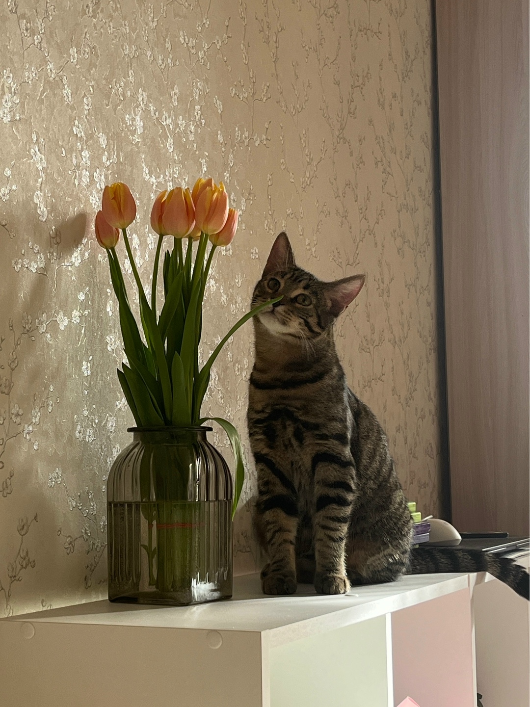 Пропала кошка в Великом Новгороде — фото объявления