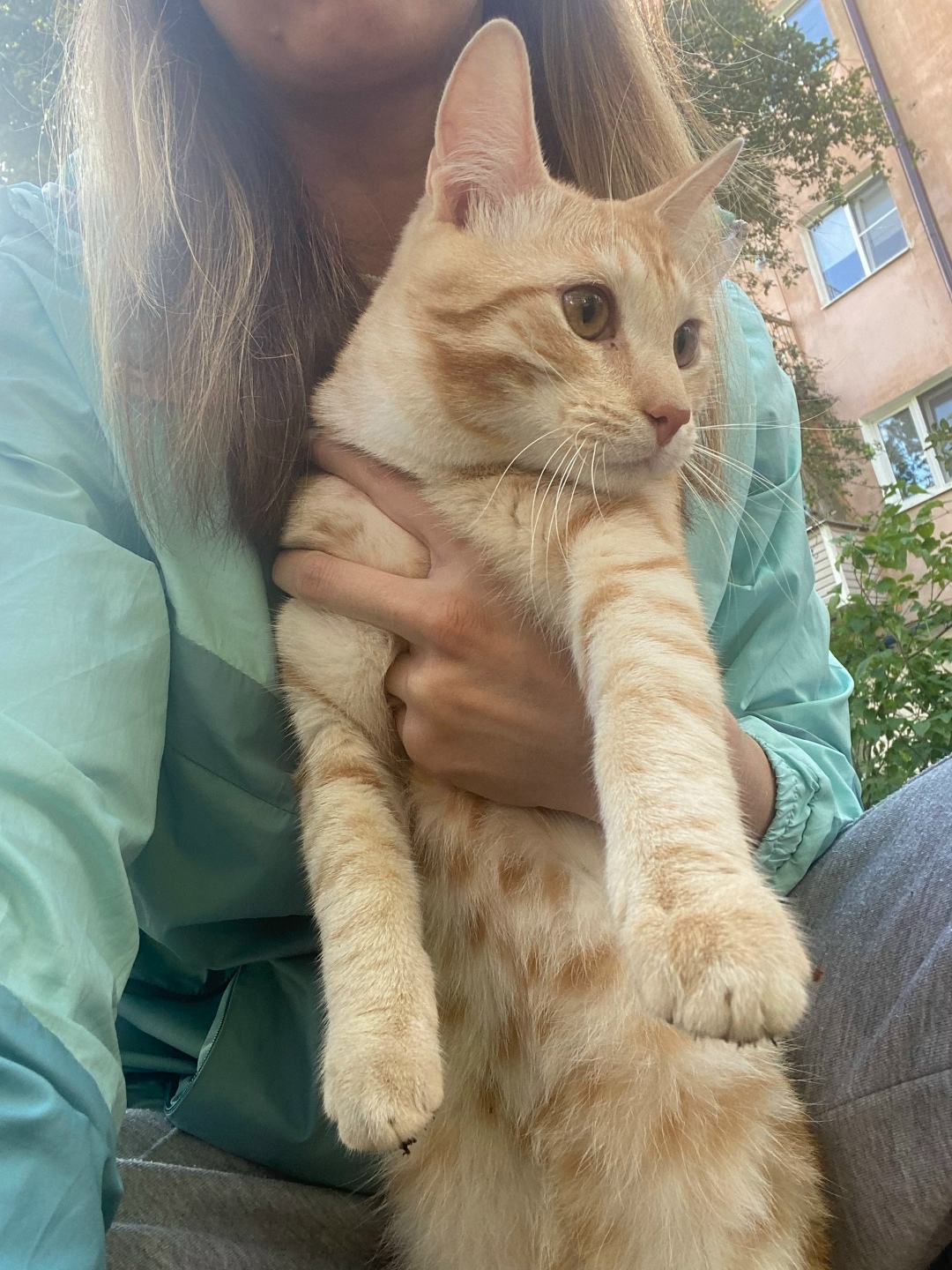 Найдена кошка в Великом Новгороде — фото объявления