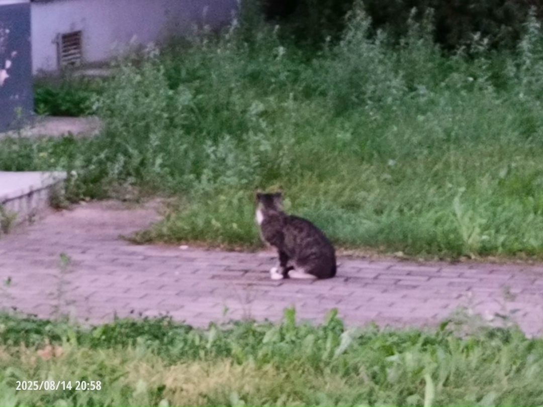 Найдена кошка в Великом Новгороде — фото объявления