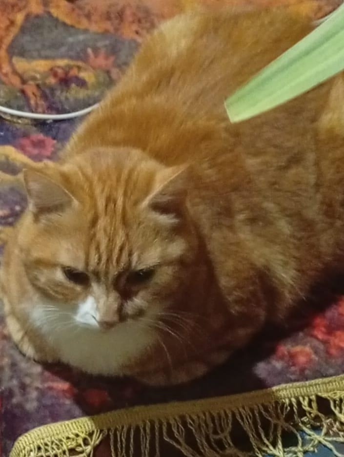 Пропала кошка в Великом Новгороде — фото объявления