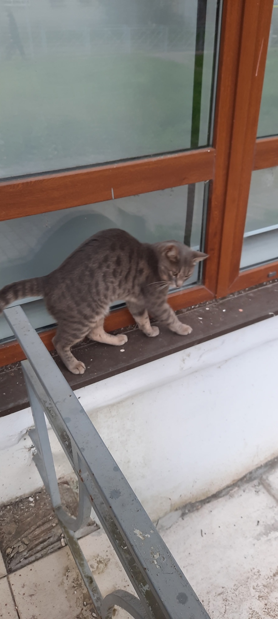 Найдена кошка в Великом Новгороде — фото объявления