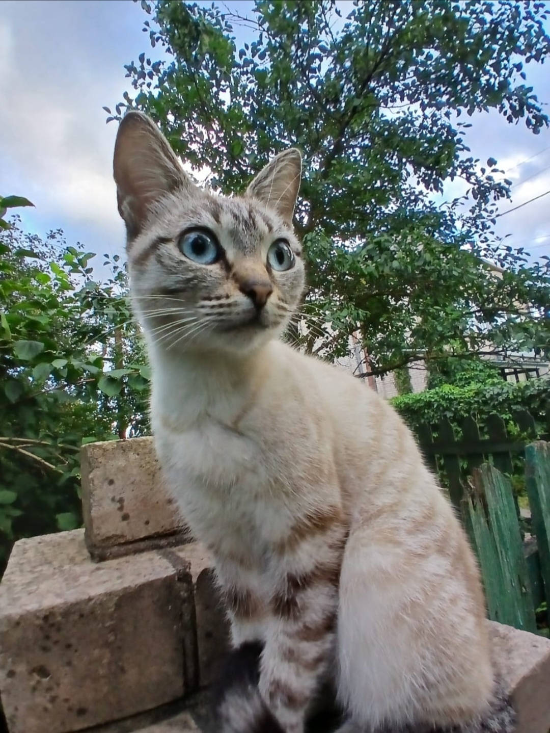 Пропала кошка в Великом Новгороде — фото объявления