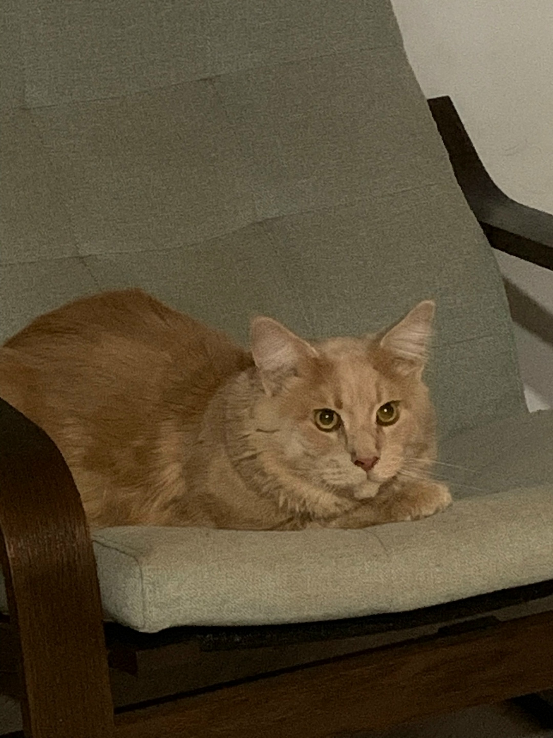 Пропала кошка в Великом Новгороде — фото объявления