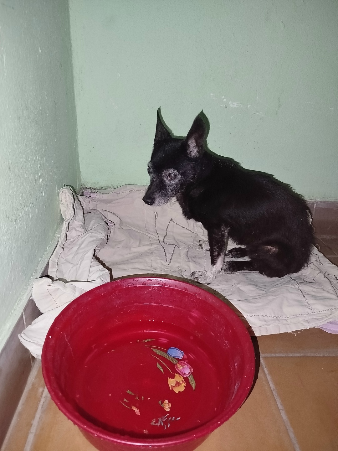 Найдена собака в Великом Новгороде — фото объявления