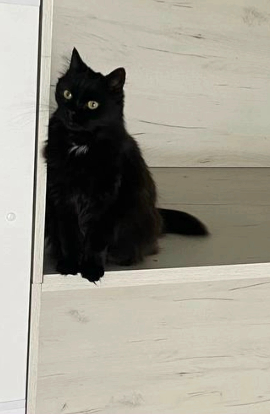 Пропала кошка в Великом Новгороде — фото объявления