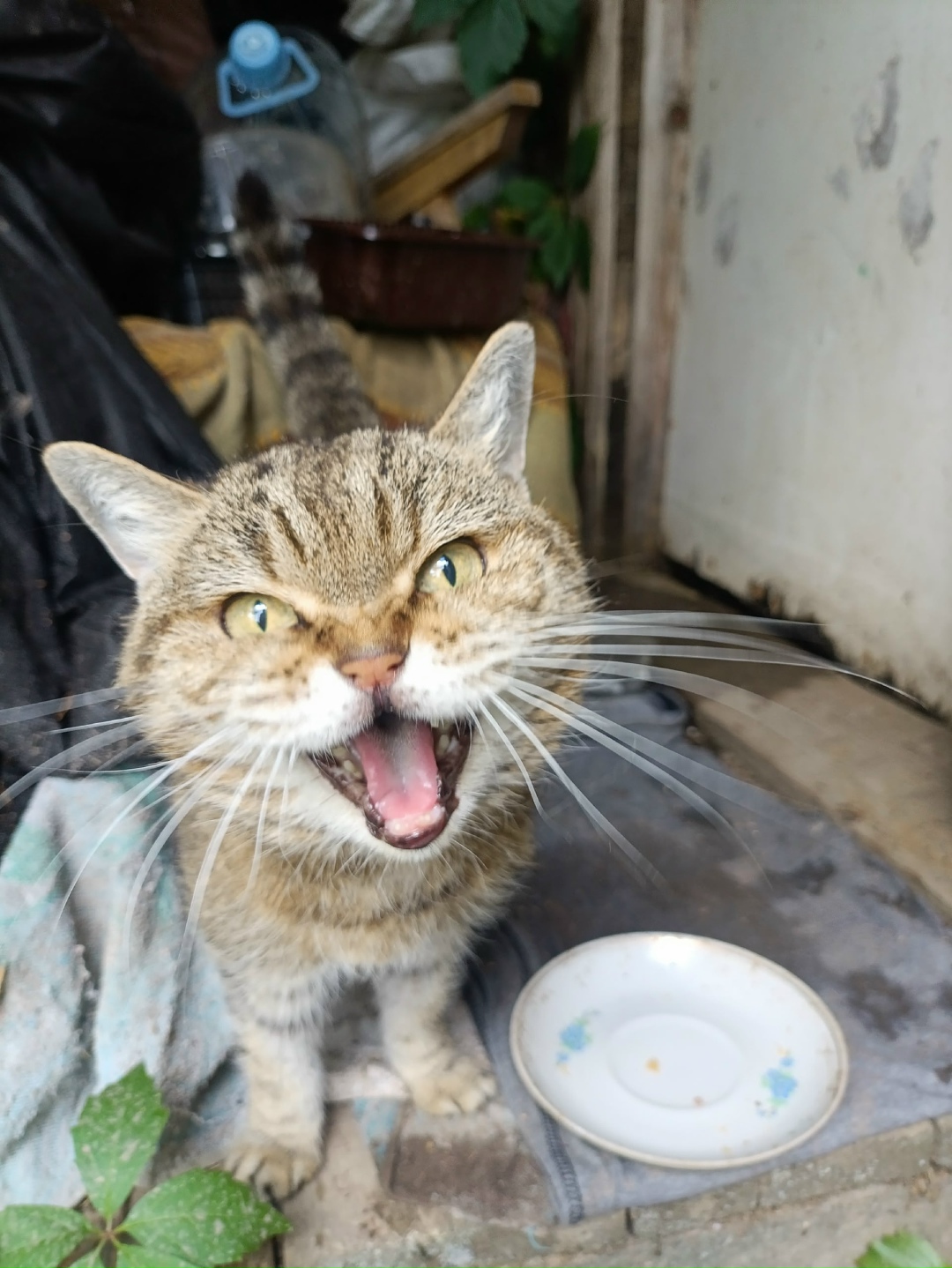 Найдена кошка в Великом Новгороде — фото объявления
