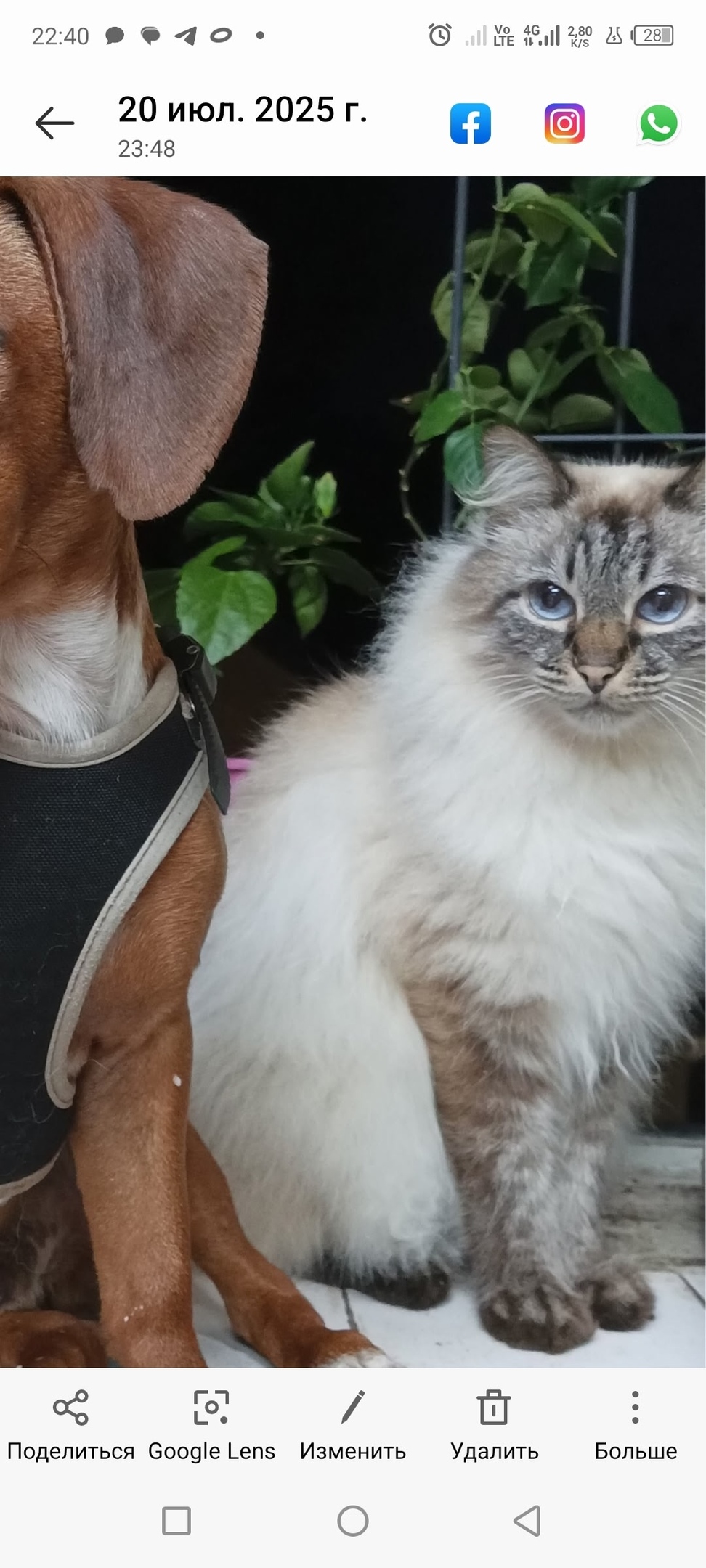 Найдена кошка в Великом Новгороде — фото объявления