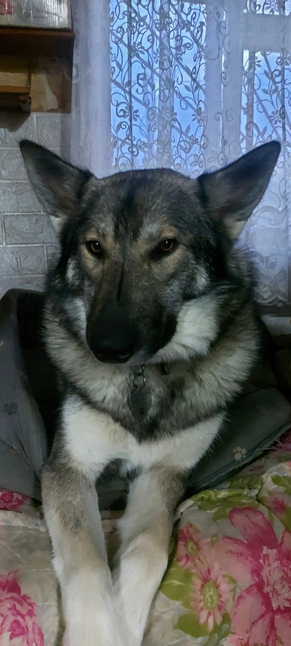 Пропала собака в Великом Новгороде — фото объявления