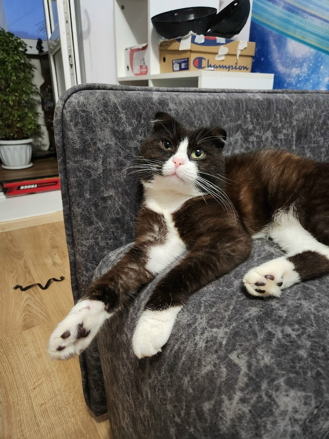 Найдена кошка в Великом Новгороде — фото объявления