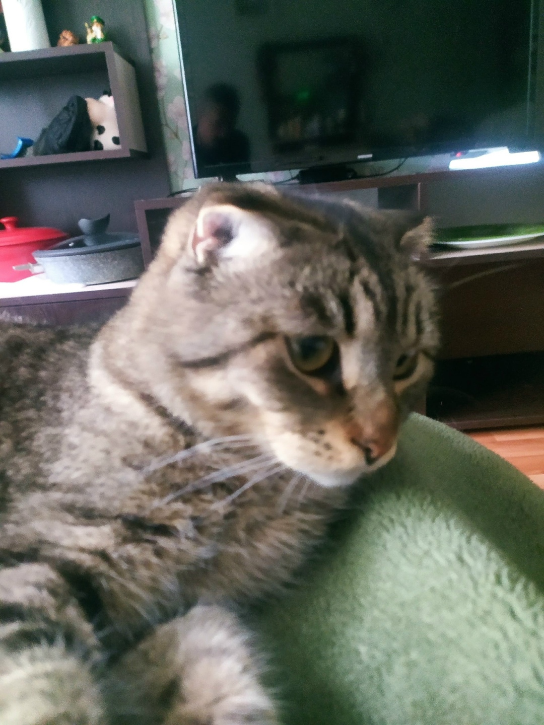 Пропала кошка в Великом Новгороде — фото объявления