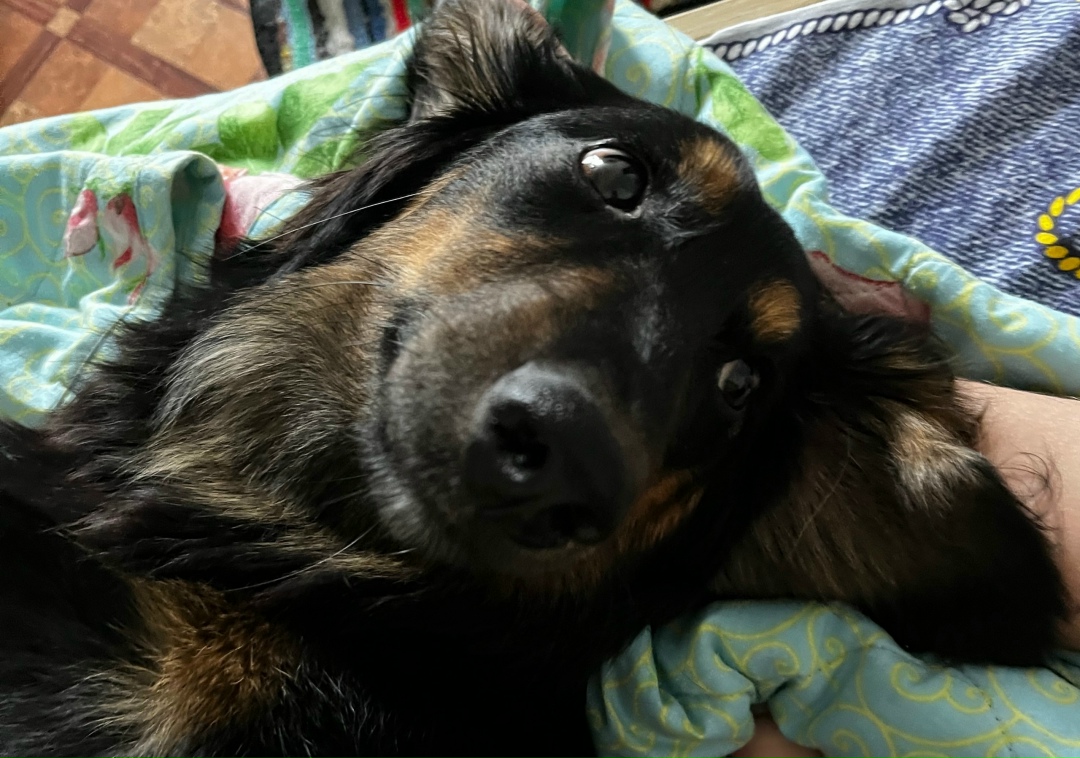 Пропала собака в Великом Новгороде — фото объявления