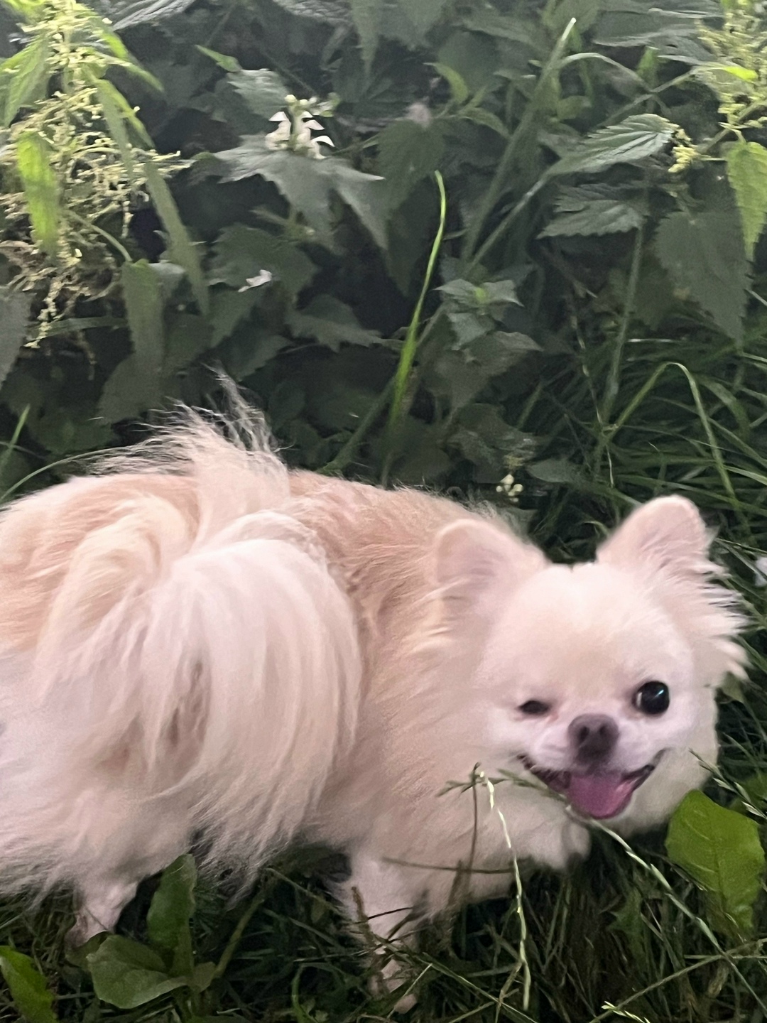 Пропала собака в Великом Новгороде — фото объявления