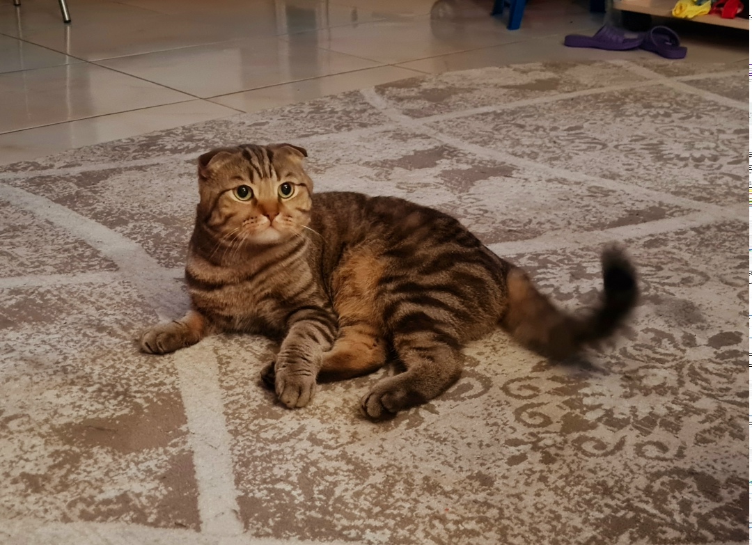 Пропала кошка в Великом Новгороде — фото объявления