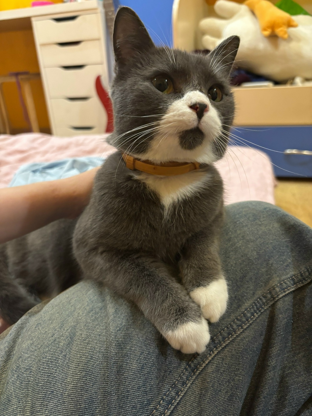 Пропала кошка в Великом Новгороде — фото объявления