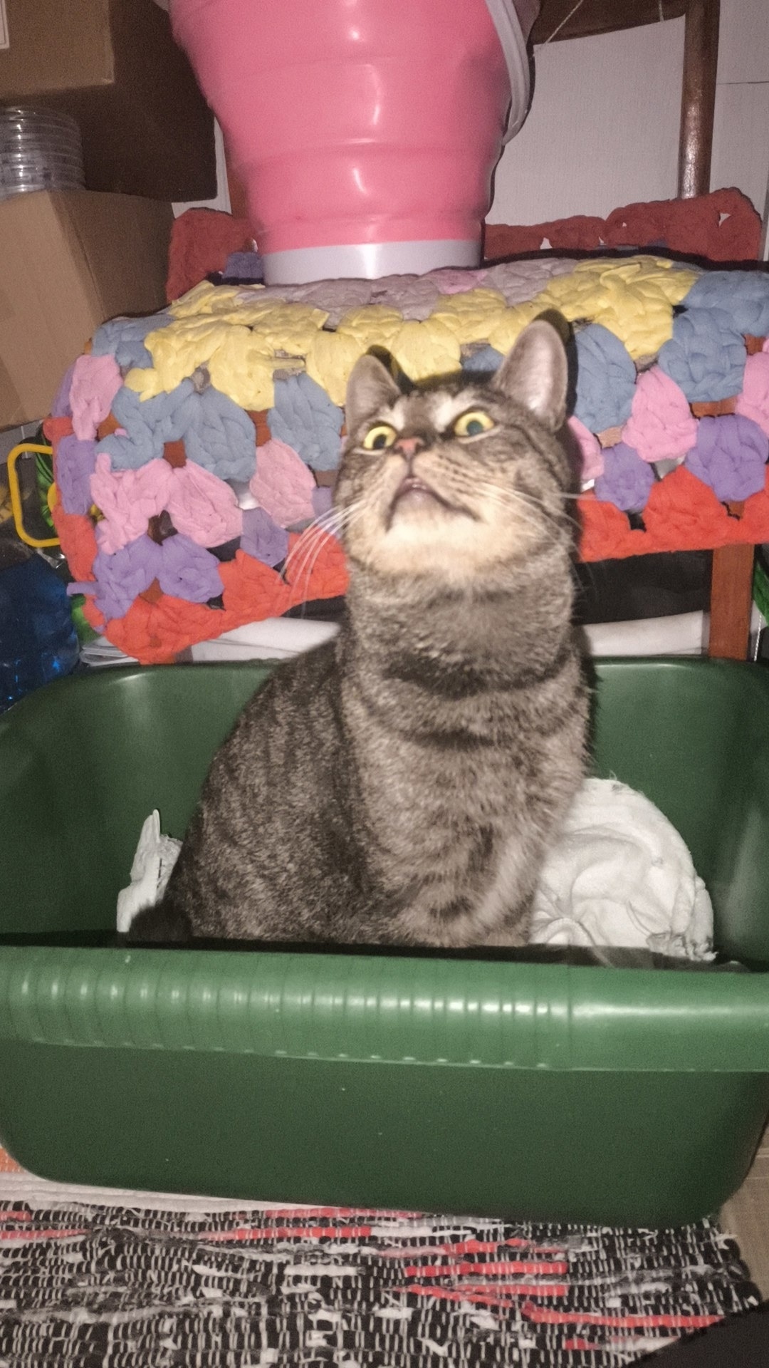 Найдена кошка в Великом Новгороде — фото объявления