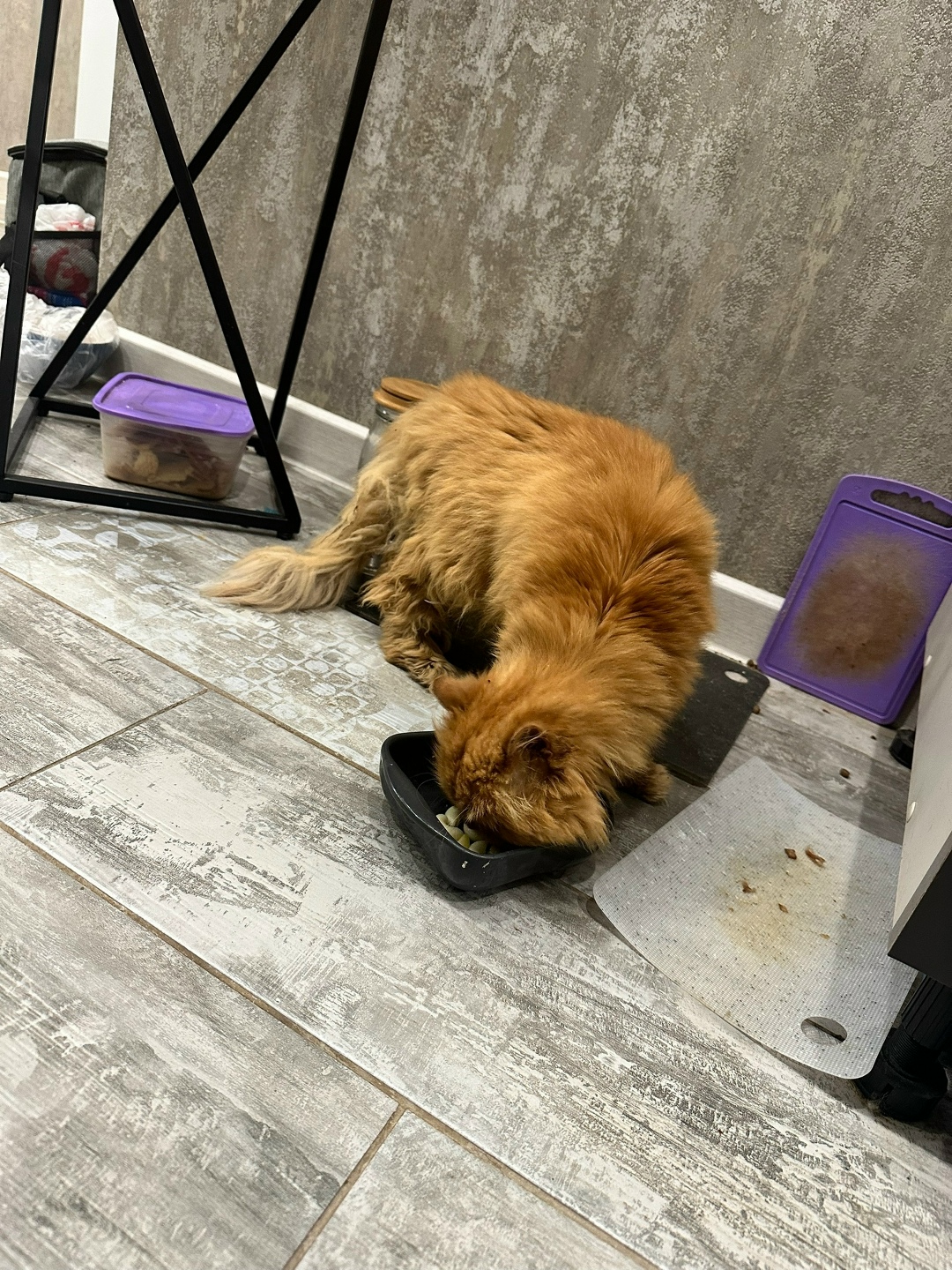 Найдена кошка в Великом Новгороде — фото объявления