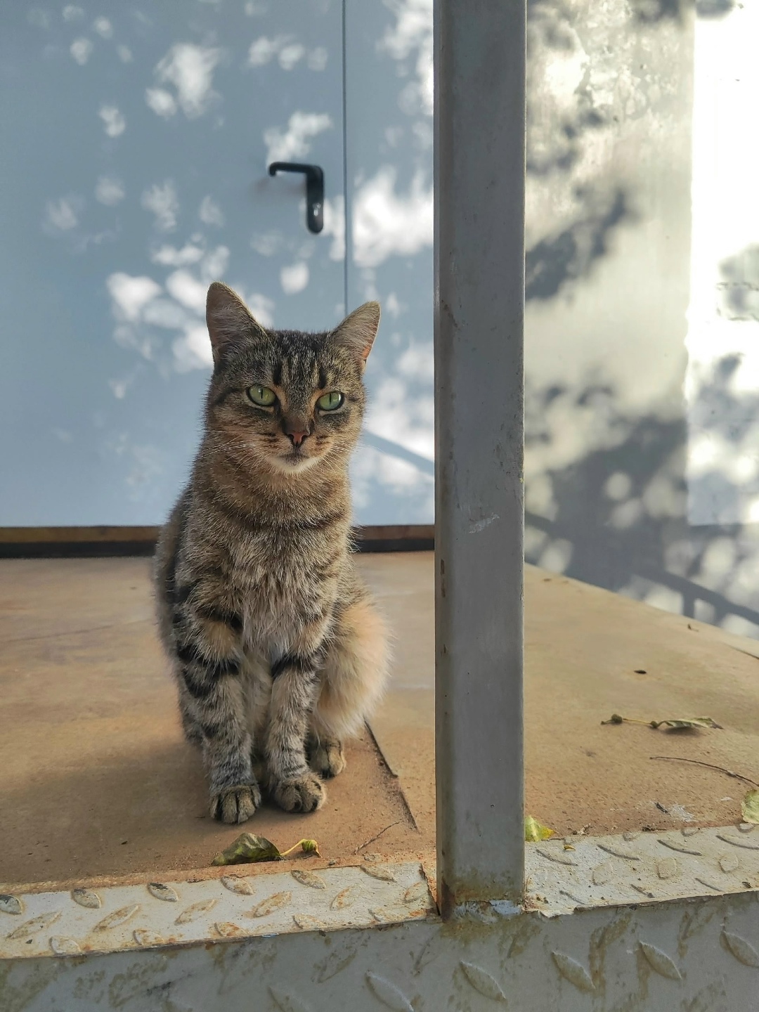 Пропала кошка в Великом Новгороде — фото объявления