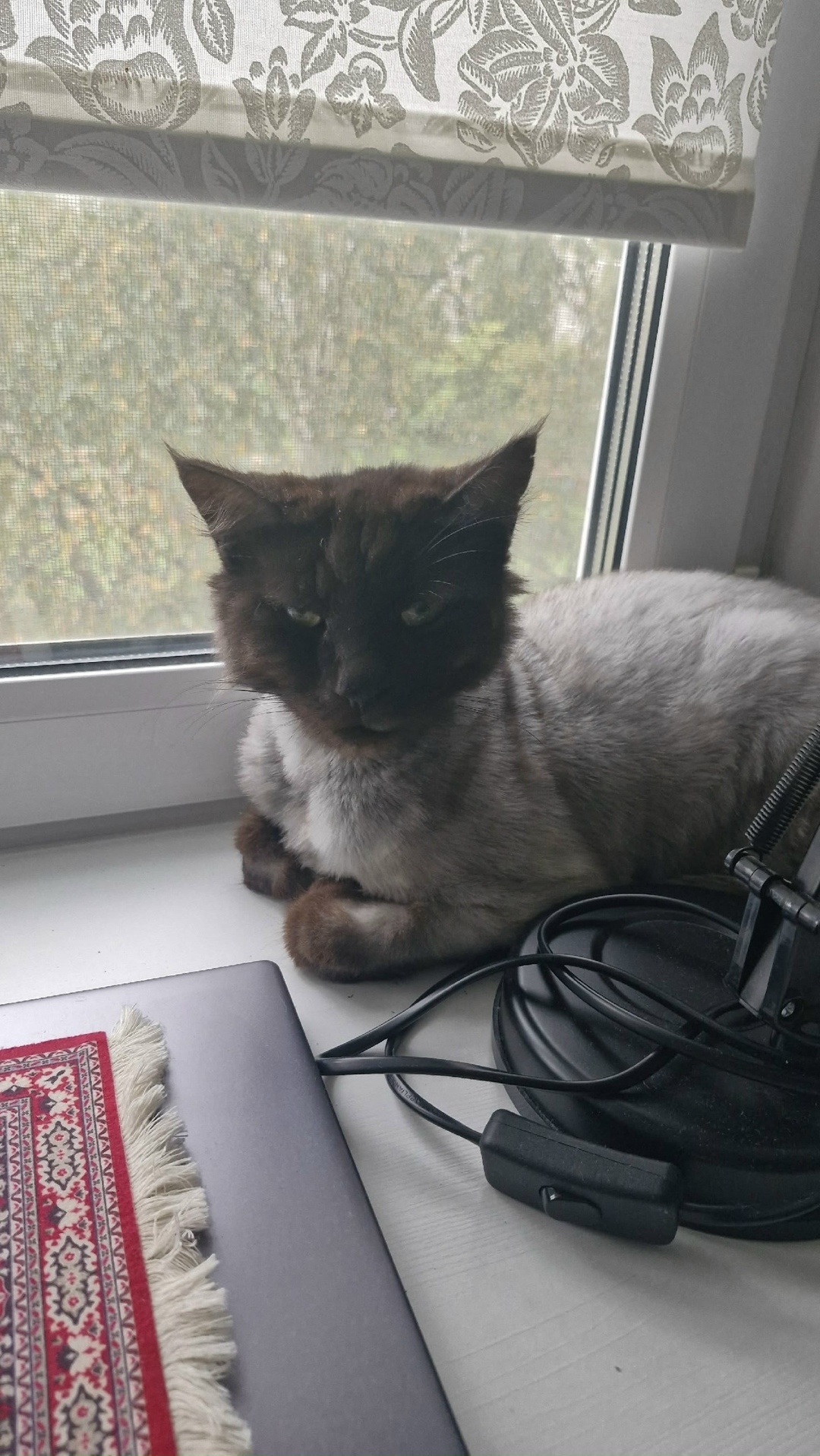 Найдена кошка в Великом Новгороде — фото объявления