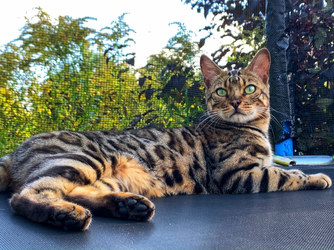 Пропала кошка в Великом Новгороде — фото объявления