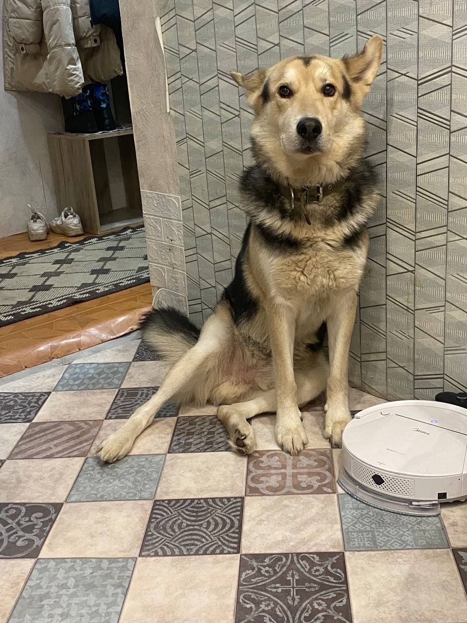 Пропала собака в Великом Новгороде — фото объявления