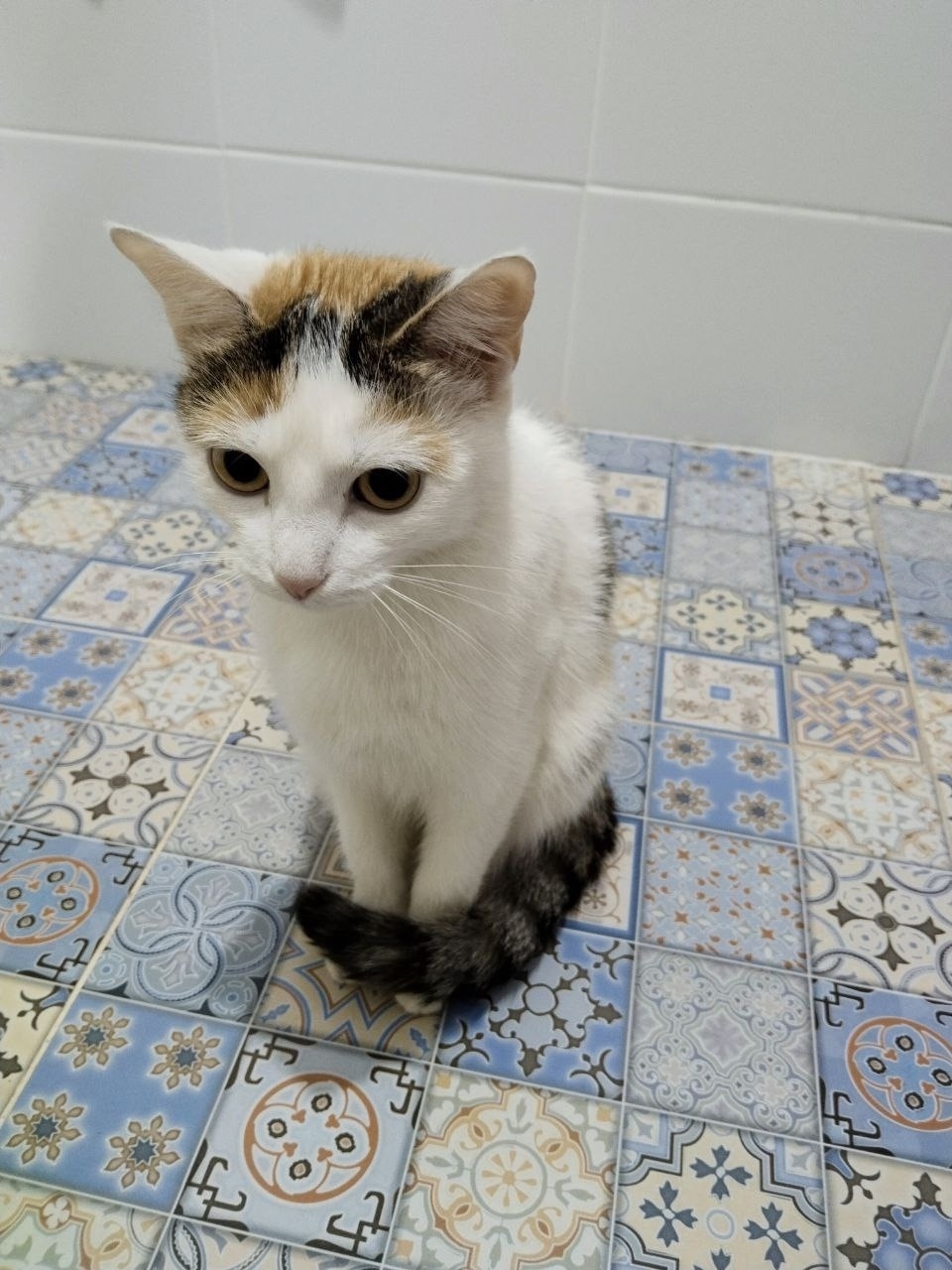 Найдена кошка в Великом Новгороде — фото объявления