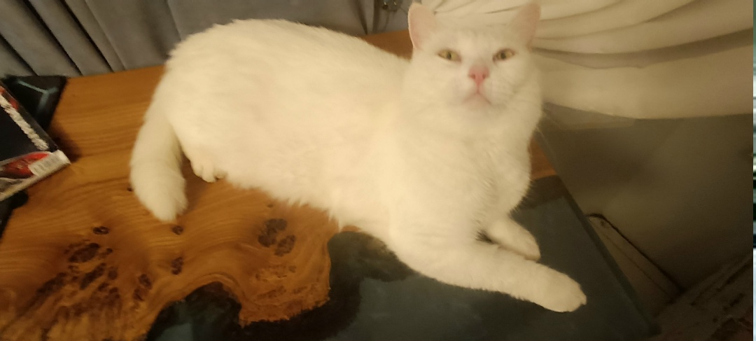 Найдена собака в Великом Новгороде — фото объявления